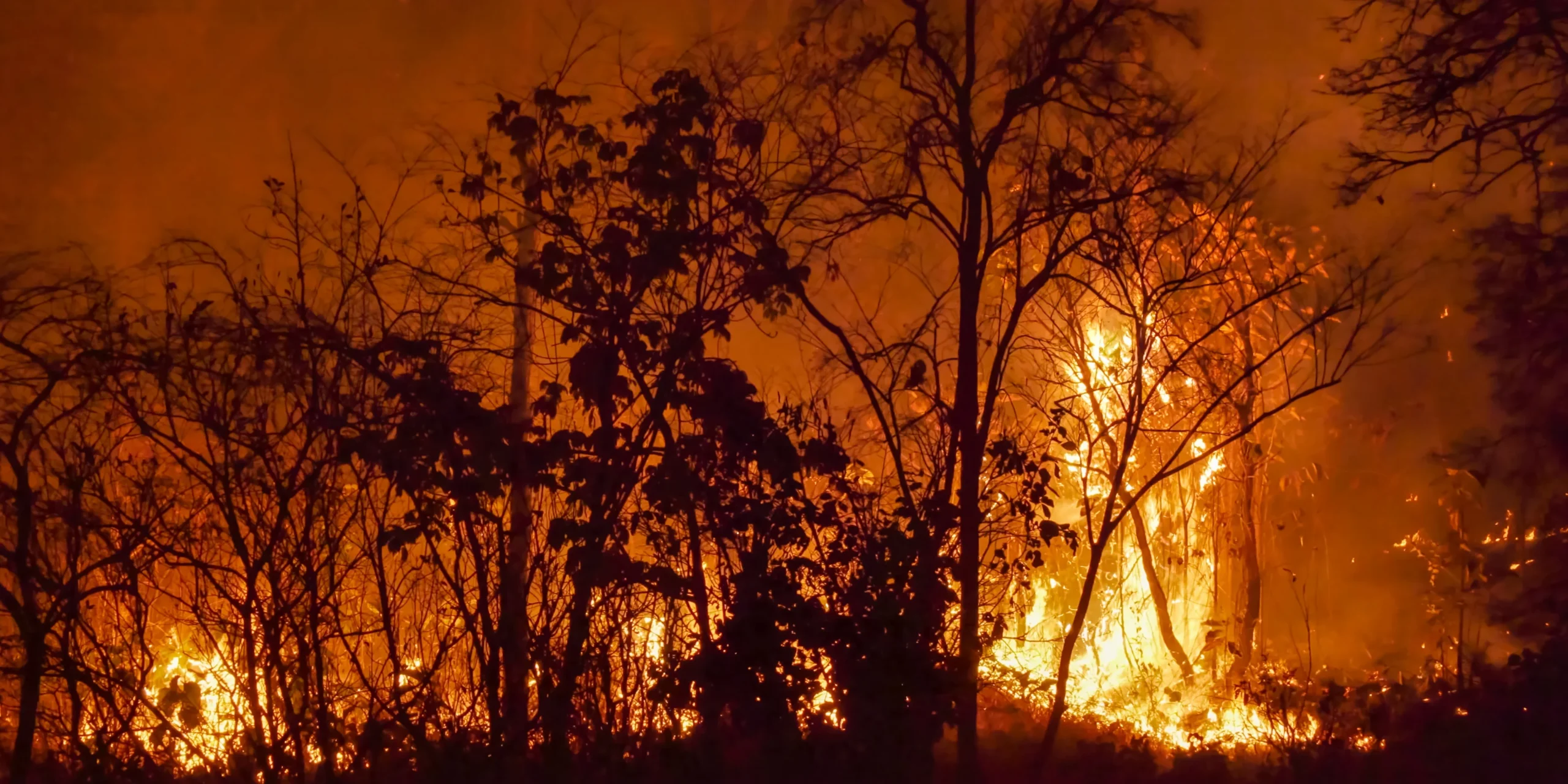 AI and the Climate Crisis: Can Machines Help Save the Planet?